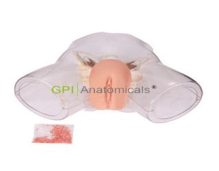 GPI/1035透明刮宮操作模型