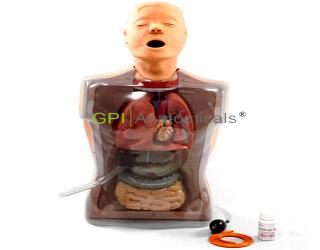 GPI/1099高仿真透明洗胃模型