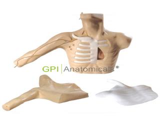 GPI/L69C外周穿刺、中心靜脈穿刺插管模型