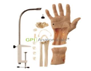 GPI/C17腕關節鏡檢查模型
