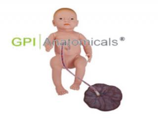 GPI/H132高級新生兒臍帶胎盤護理模型