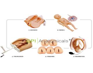 GPI/F54高級腹部觸診、分娩機轉綜合模型