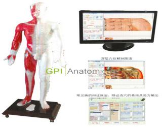甘肅GPI/MAW-170E光電感應多媒體人體針灸穴位發光模型