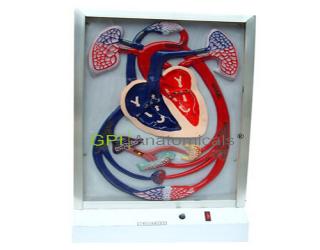 GPI/A16004心臟搏動與血液循環電動模型