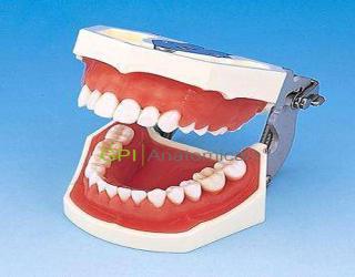 GPI/D16FE-500H(GSF)-QF標準牙頜模型