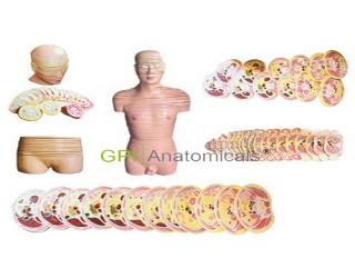 GPI/A30001人體頭頸軀干橫斷斷層解剖模型