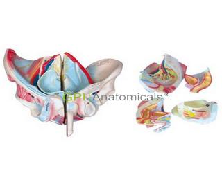 GPI/A15107-2男性骨盆附生殖器官與血管神經模型