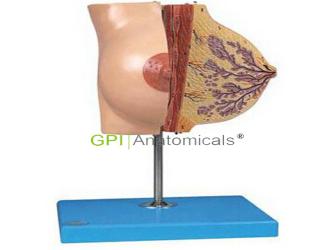 GPI/AA15111哺乳期女性乳房解剖模型