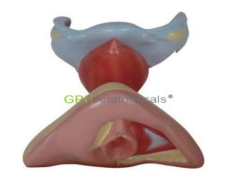 GPI/A15108女性內外生殖器解剖模型
