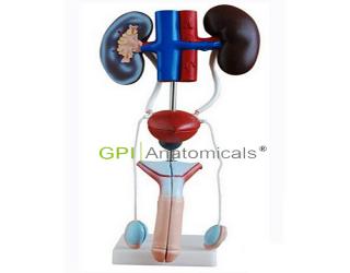 GPI/A14003男性泌尿生殖系統解剖