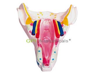 GPI/A13513咽喉壁肌模型