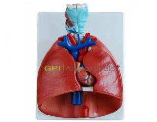 GPI/A13012喉、心、肺模型