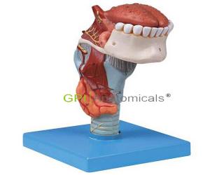 GPI/A13003喉連舌、牙模型