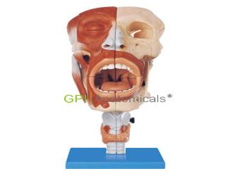 GPI/A13001鼻、口、咽、喉腔模型