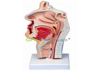 GPI/A17209鼻腔、口腔、喉、咽正中矢狀切面模型