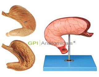 GPI/A12002胃解剖、胃及剖面模型