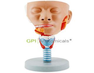 GPI/A18109-1頭示咽肌模型