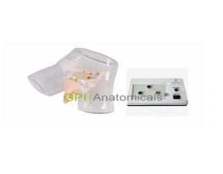 GPI/H16E/1透明男性電子導尿模型