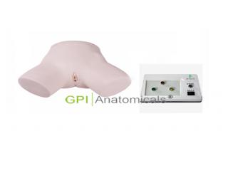 GPI/H17F/1電子女性導尿模型