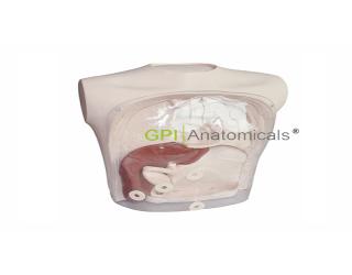GPI/A6011膽道鏡檢查模擬器