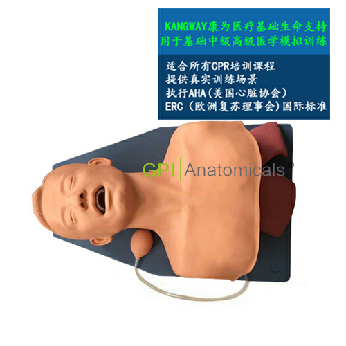 GPI/1051成人喉罩通氣模型