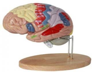 “康為醫療”2倍放大腦模型