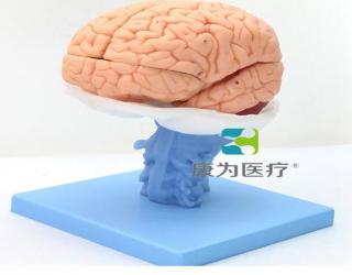 “康為醫療”醫學人體大腦解剖模型